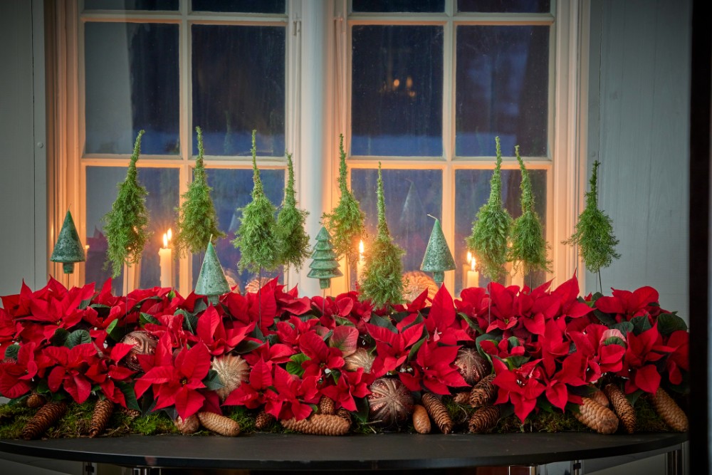 Il 12 dicembre è Poinsettia Day