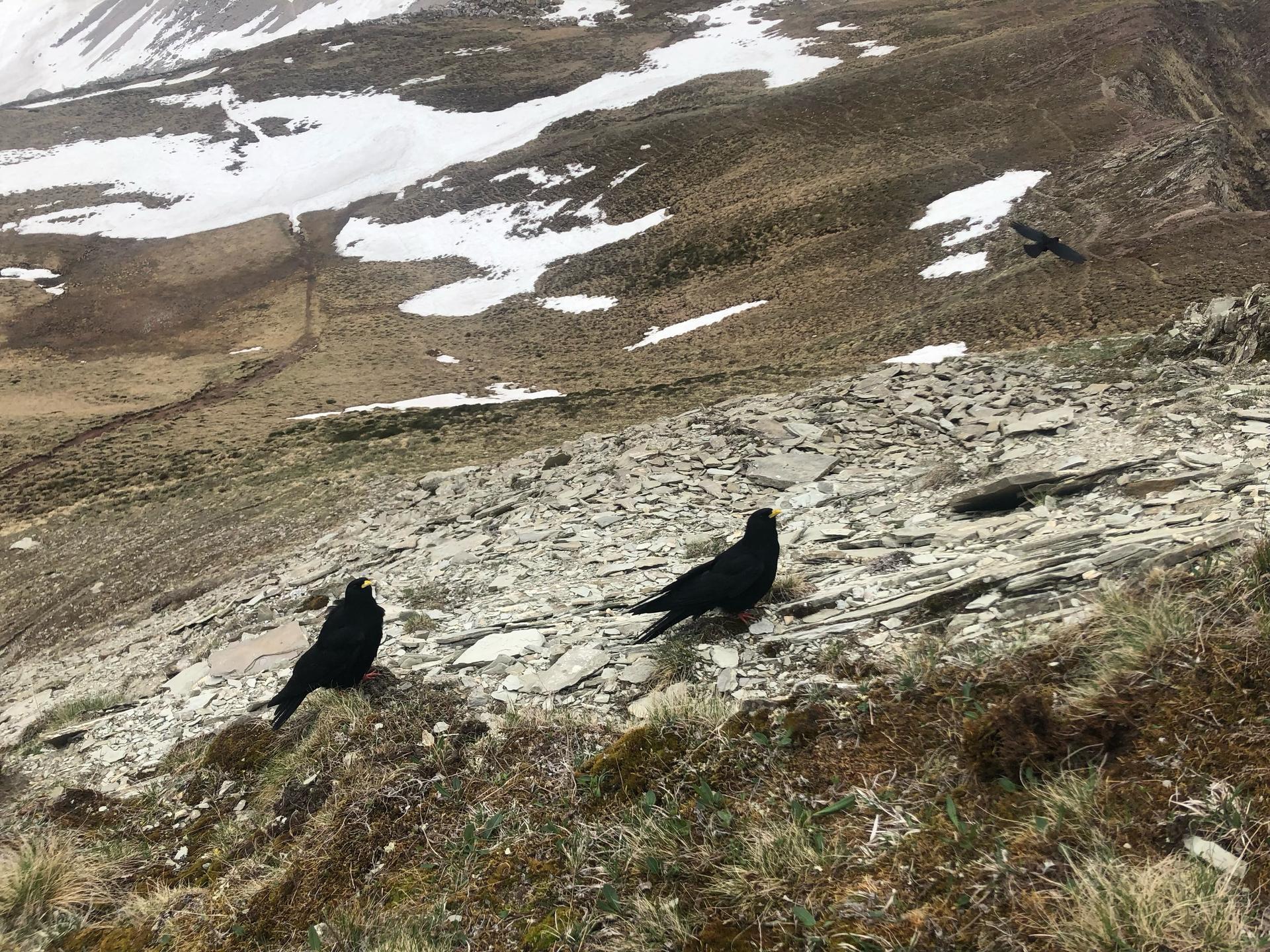 Uccelli di montagna: a rischio a causa della vulnerabilità climatica
